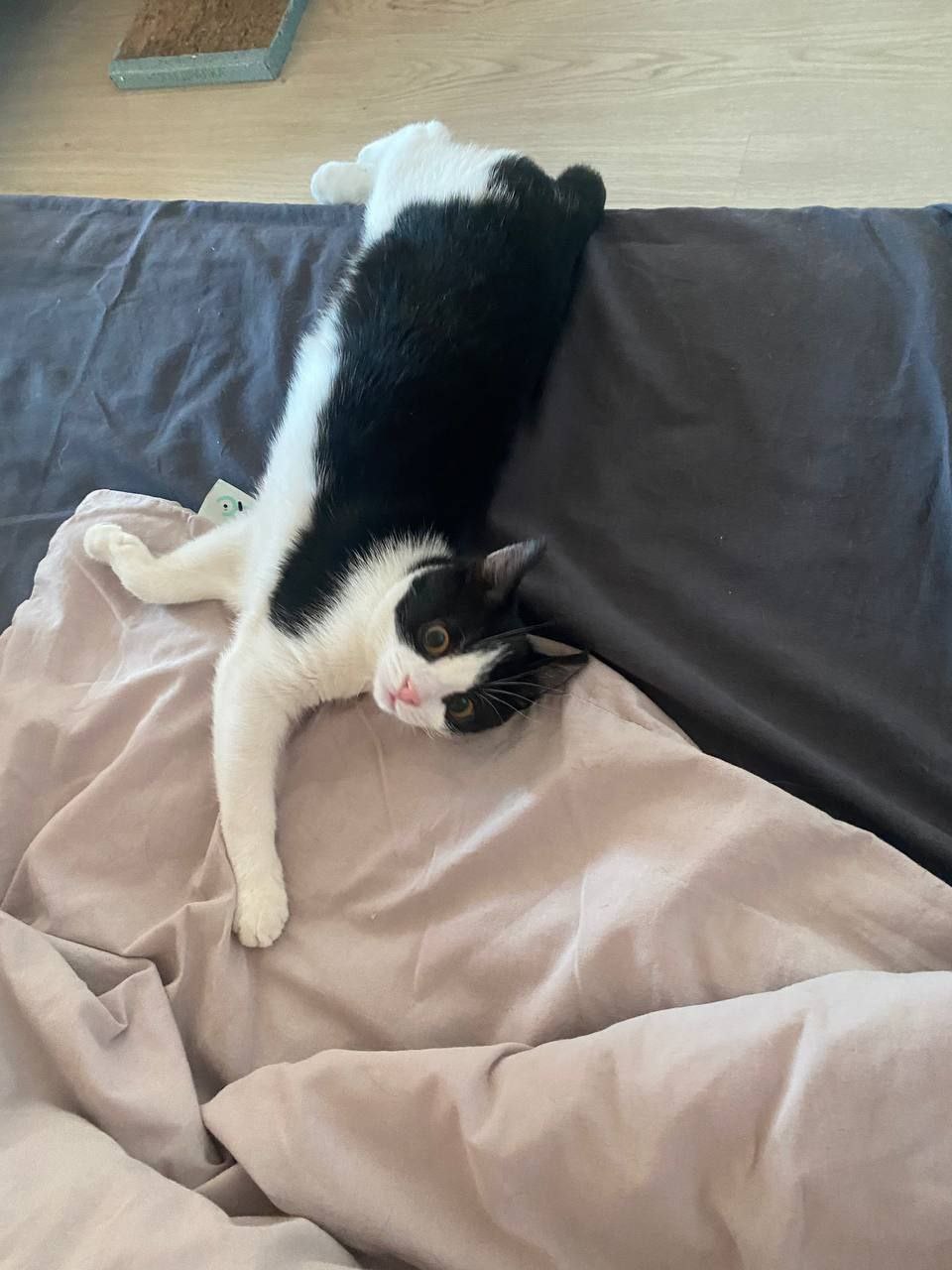 Кот Дионис ищет дом