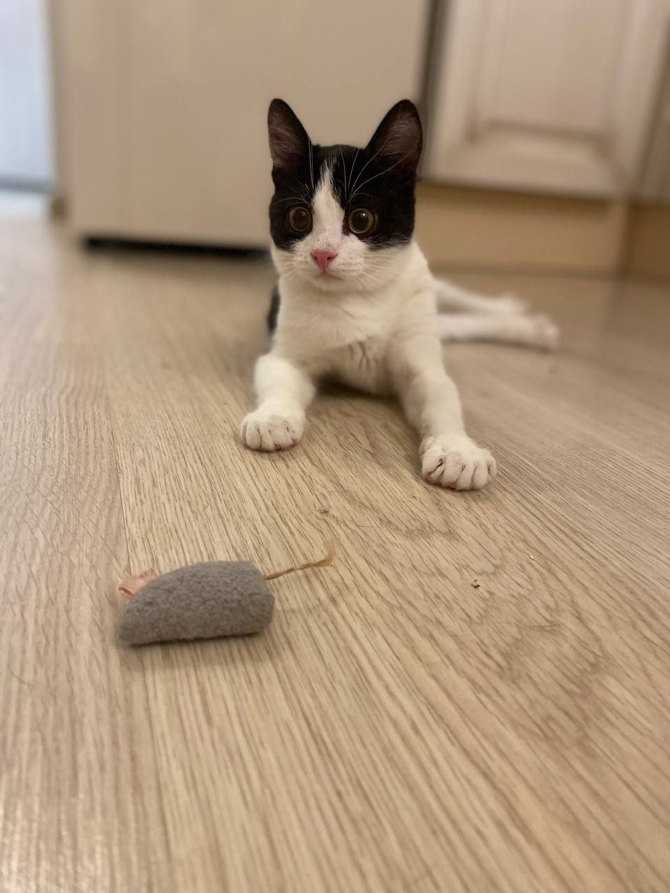 Кот Дионис ищет дом