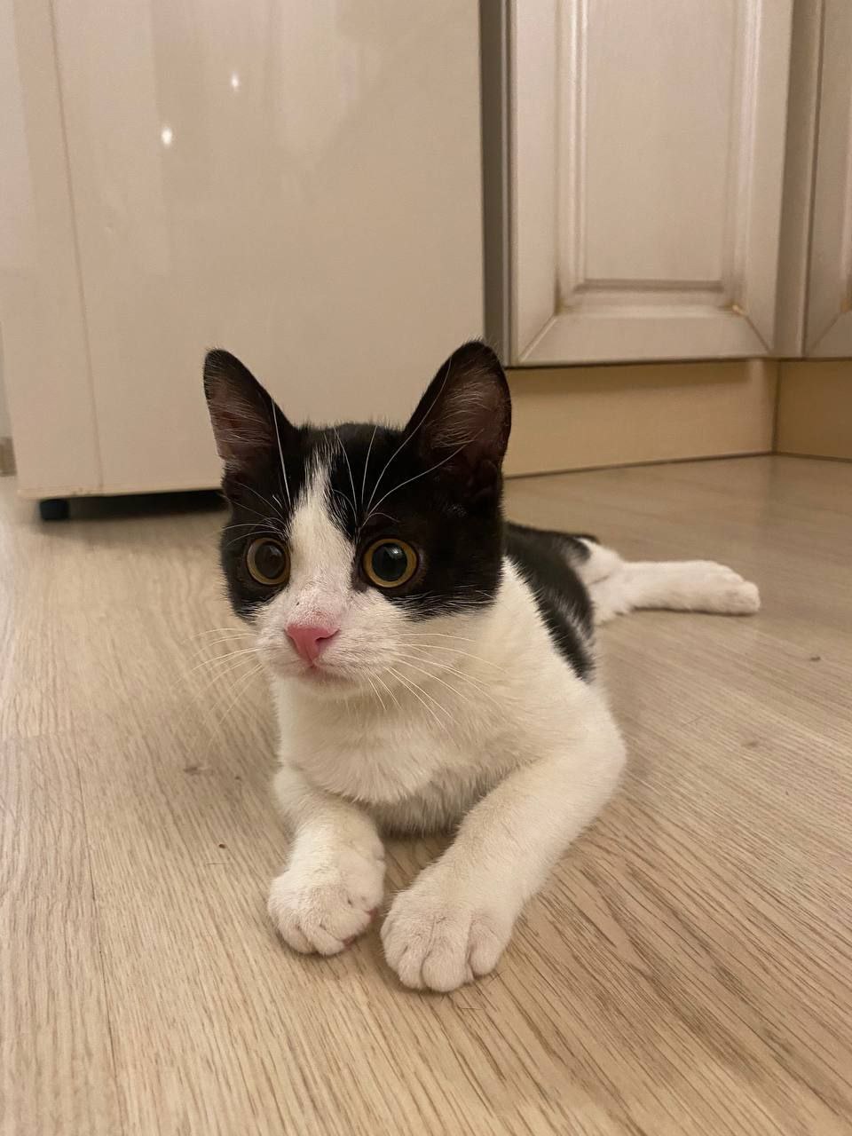 Кот Дионис ищет дом