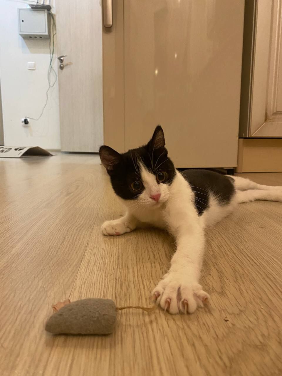 Кот Дионис ищет дом