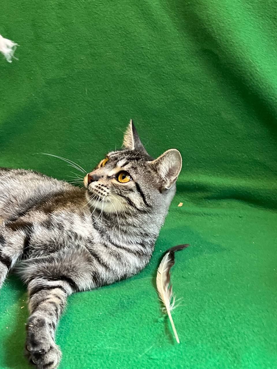 Кошка Ирида ищет дом