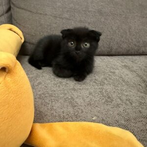 Кошка Луня ищет дом