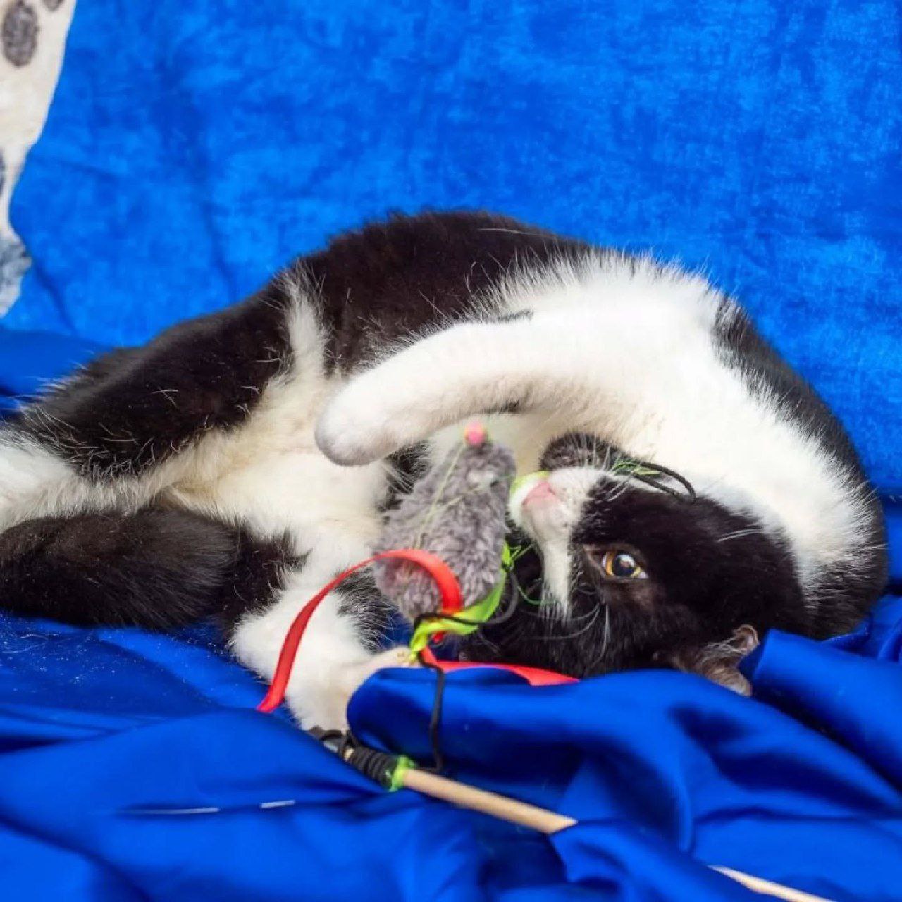 Кошка Афина из приюта ищет дом