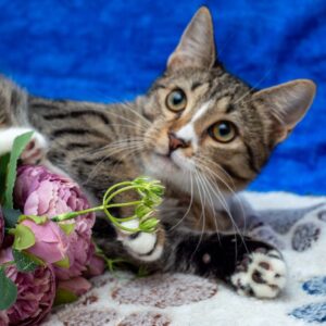 Кошка Белль из приюта ищет дом