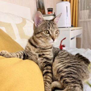 Кошка Габи из приюта ищет дом