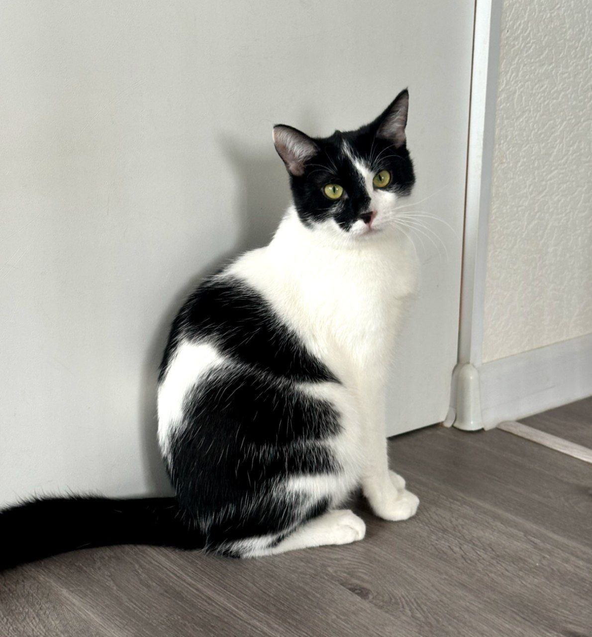 кот Георгий из приюта
