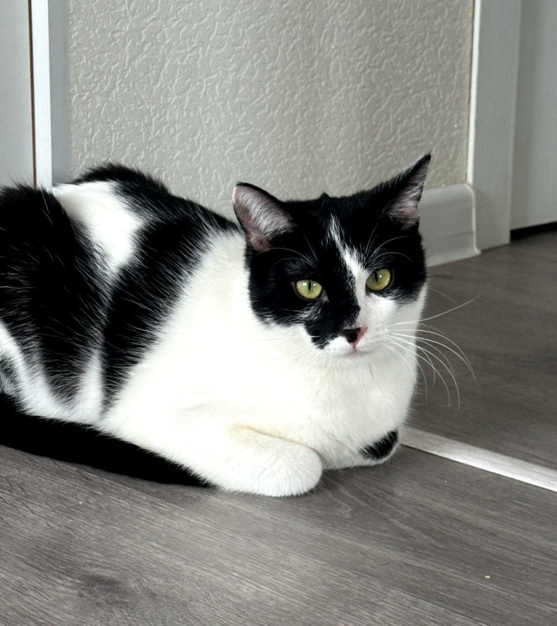 кот Георгий из приюта