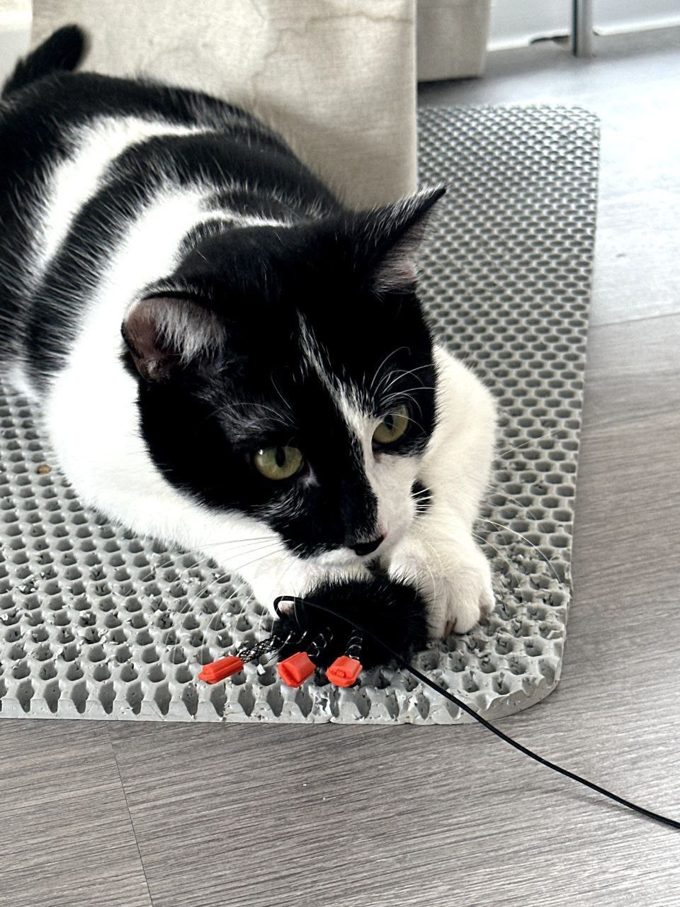 кот Георгий из приюта