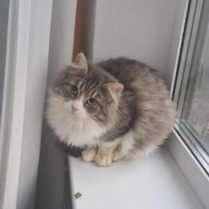 кот Кен из приюта ищет дом