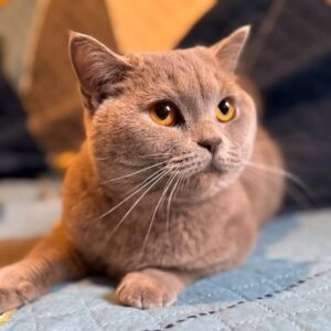 кошка Кристи из приюта ищет дом