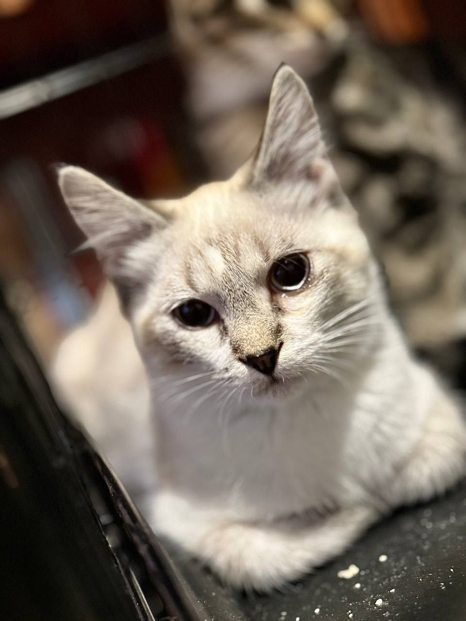 кошка Джульетта из приюта