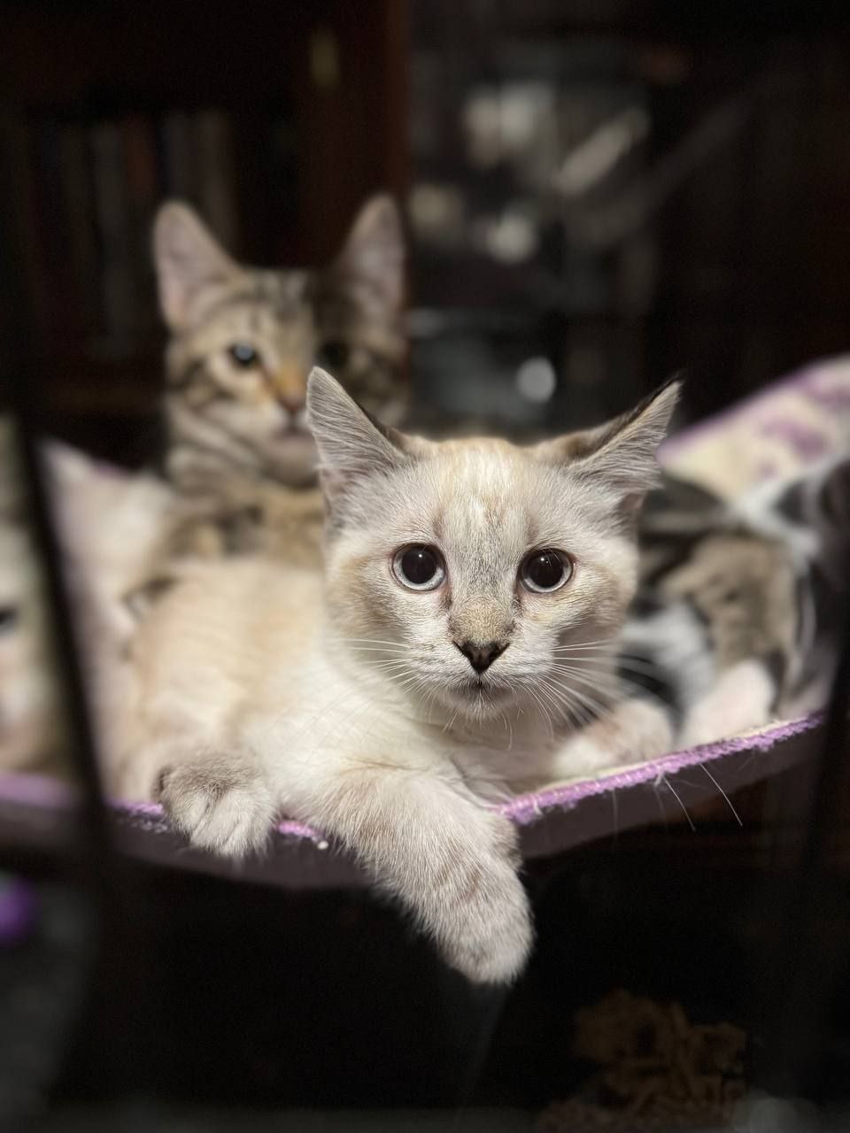 кошка Джульетта из приюта