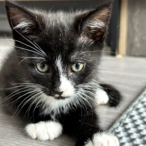 кеша котенок из приюта