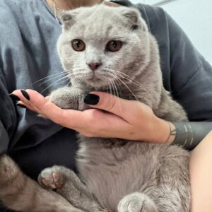 кот Филимон из приюта