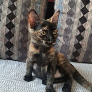 Холли кошка из приюта