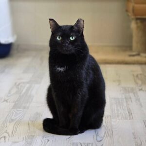 кот кросс из приюта