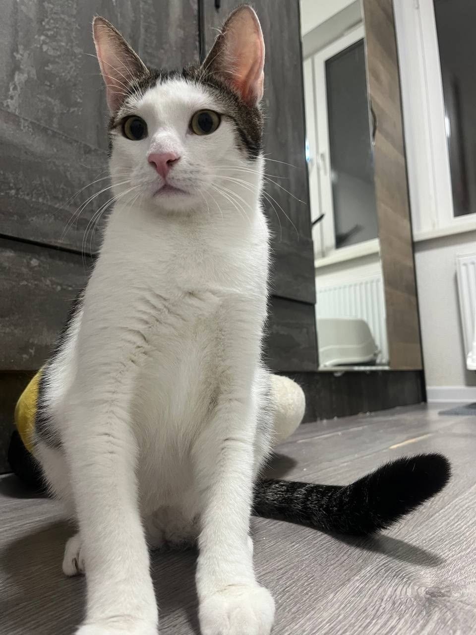 Кот Плюша ищет дом