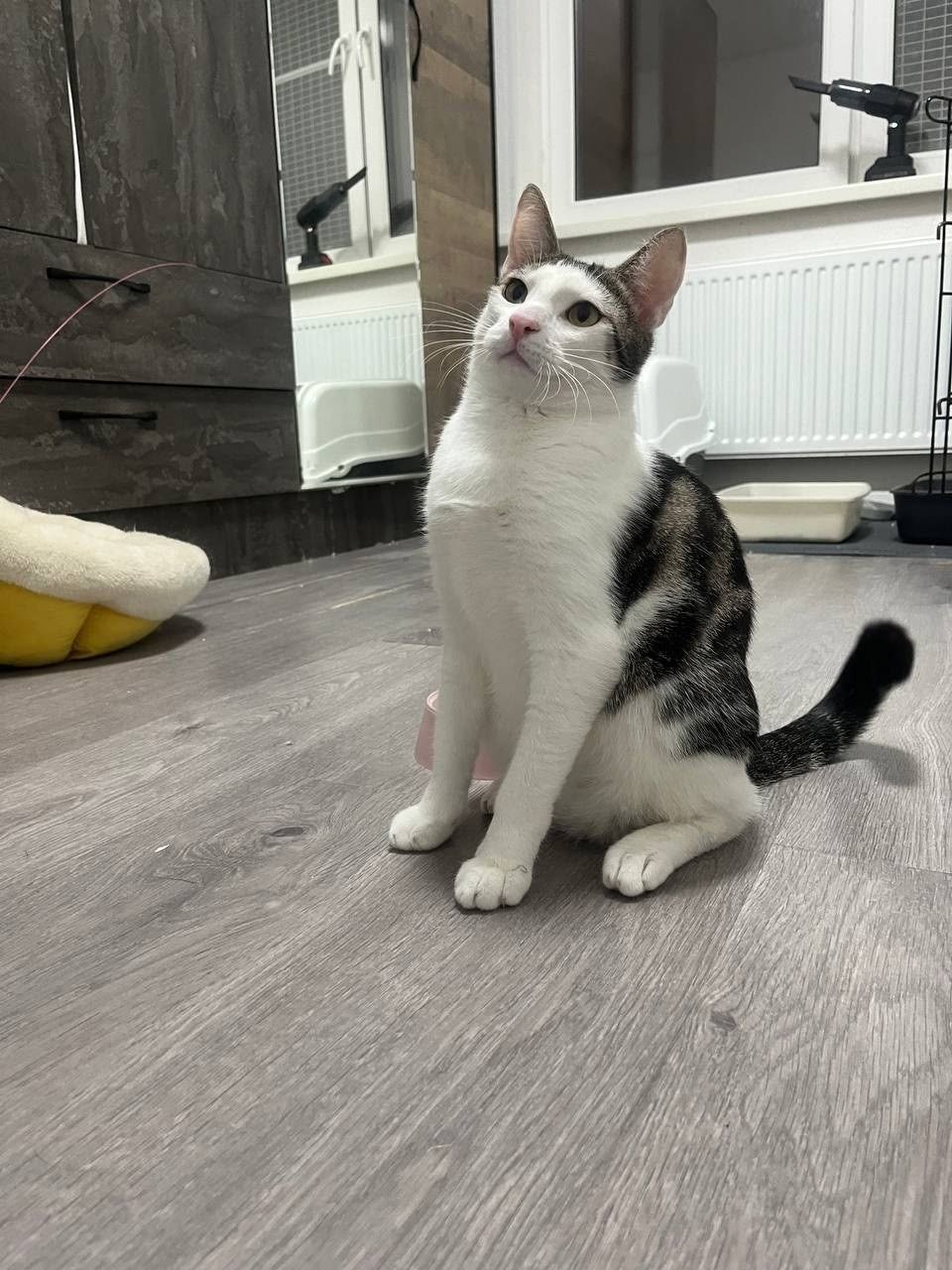 Кот Плюша ищет дом