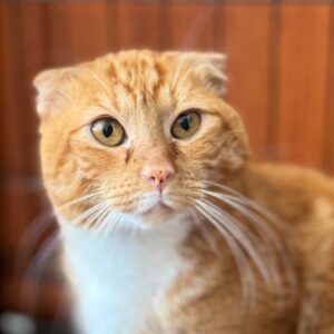 кот Ричард из приюта