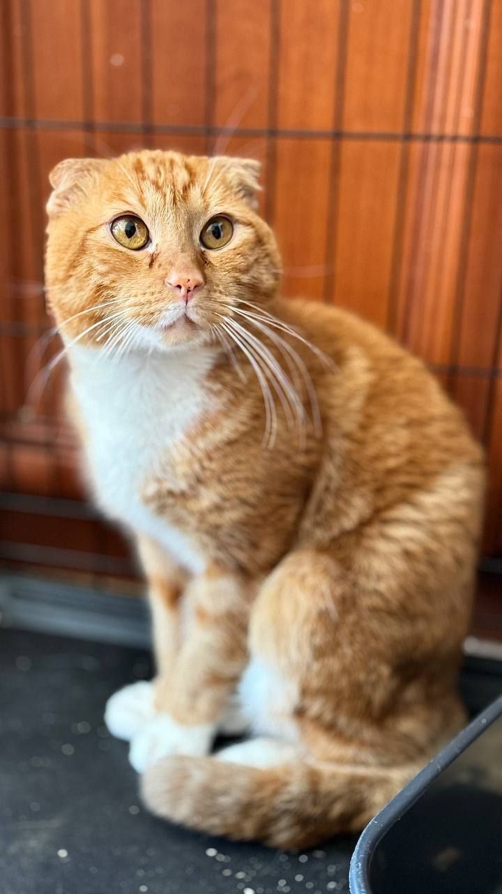 кот Ричард из приюта