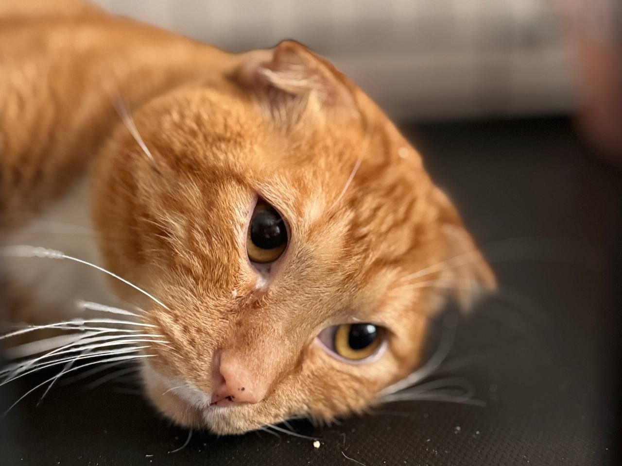 кот Ричард из приюта
