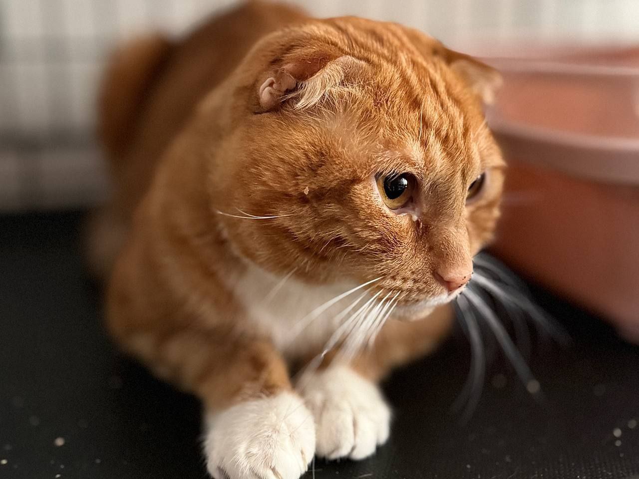 кот Ричард из приюта