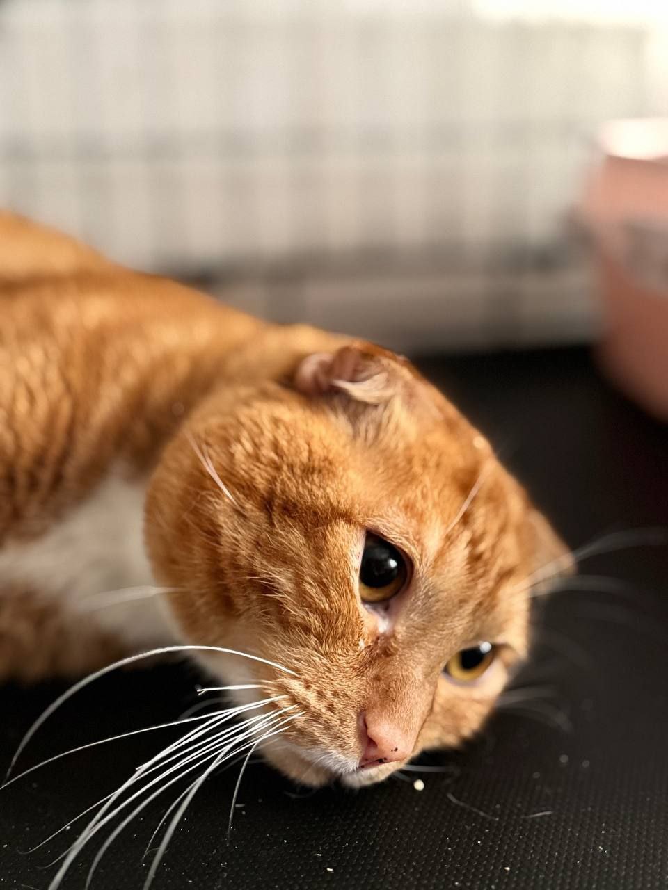 кот Ричард из приюта