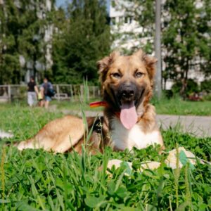 Пес Тео ищет дом
