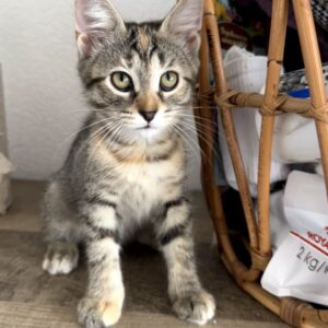 Цирцея кошка из приюта