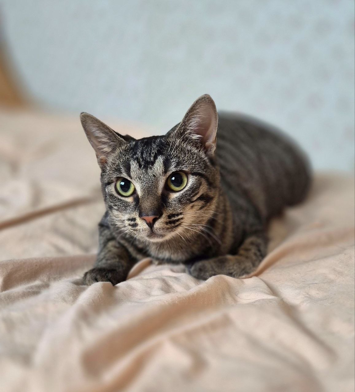 Кошка Груня ищет дом