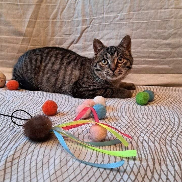 Кошка Груня ищет дом