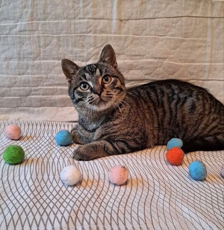 Кошка Груня ищет дом