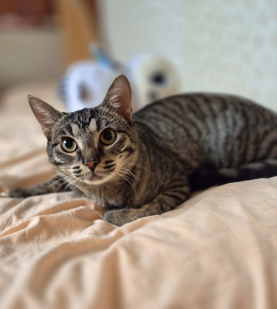 Кошка Груня ищет дом