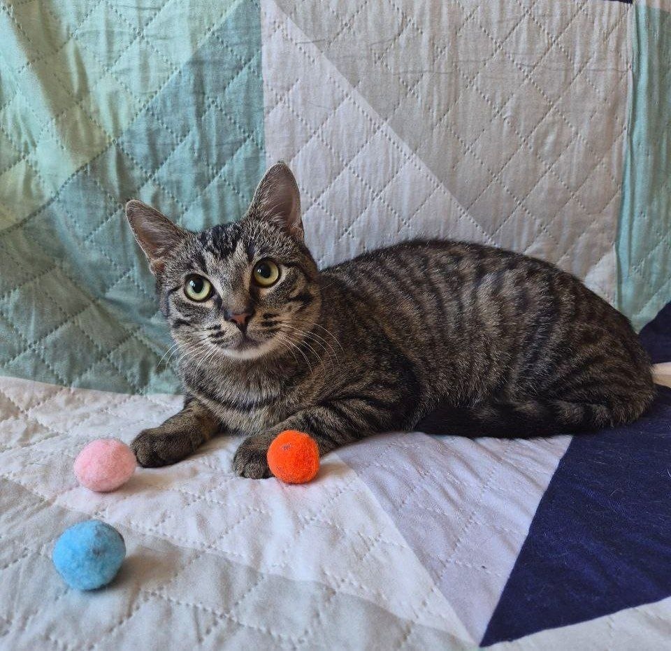 Кошка Груня ищет дом