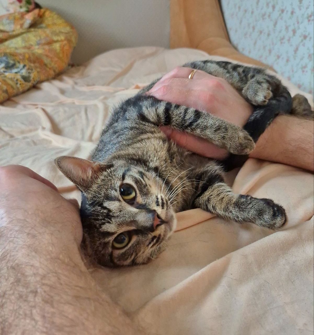 Кошка Груня ищет дом
