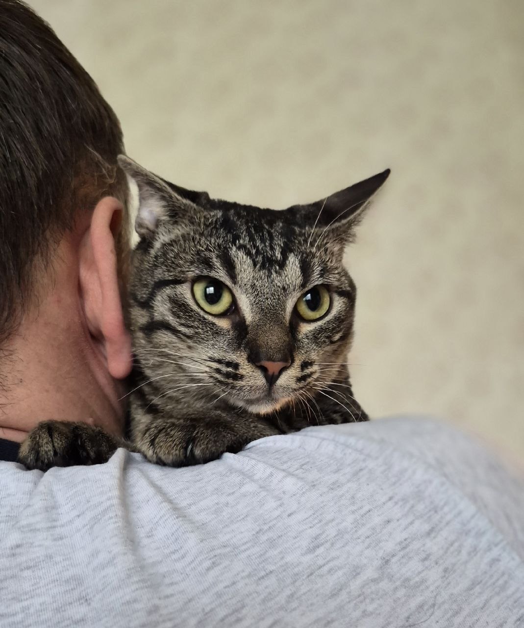 Кошка Груня ищет дом